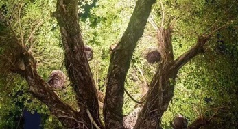 大樹上添鳥窩，原來是投射燈